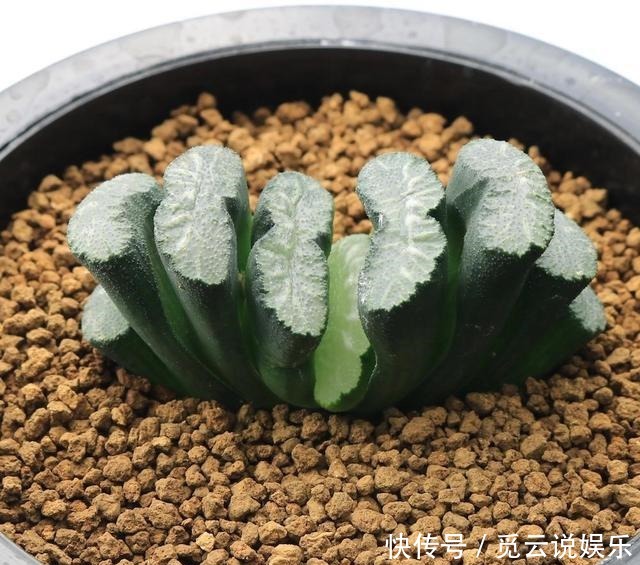  玉扇叶片|多肉玉扇经常喷水，是好还是坏来看看这三点就知道
