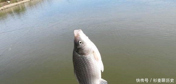秋季野钓时,新手如果能做到这3点,老钓友都只能甘拜下风!