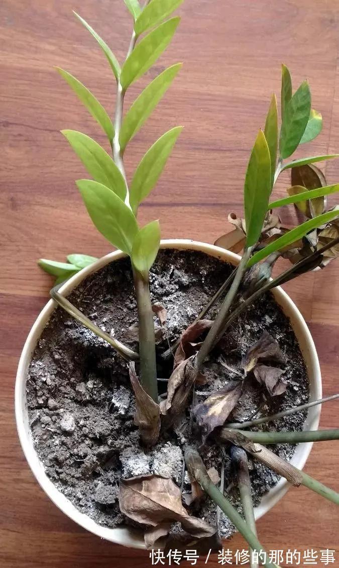 6种“泼辣花”,容易被浇死,越懒养越爆,勤快人养不好