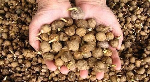  野草|这野草，农村常见，一斤却卖到了几百元，若再遇见，请重视