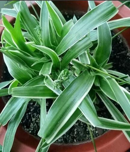 李奶奶把“吊兰”都剪了,2月后却爆盆了,叶子宽又大,特旺