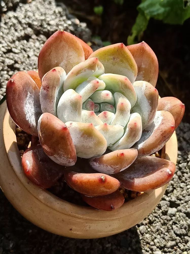 养多肉一年来的点点滴滴，一直在路上，一直惊喜不断！
