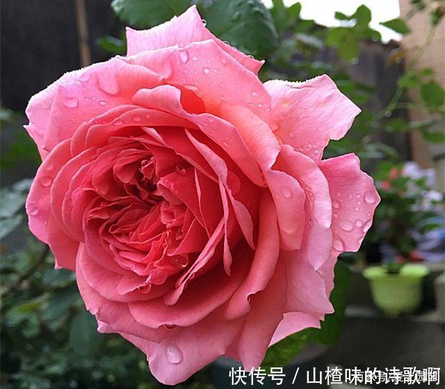 奥斯汀月季中的精品之作,好看、浓香,还不爱生病