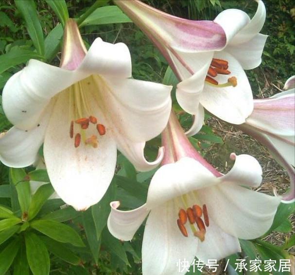 种球|一颗百合花,身高2米8,长成百合树,长在深山里,花朵比头大