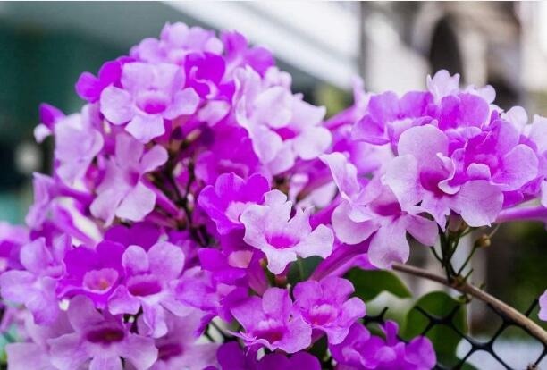 此花卉开花“3色变换”,一株开花200朵,能把阳台变“花海”