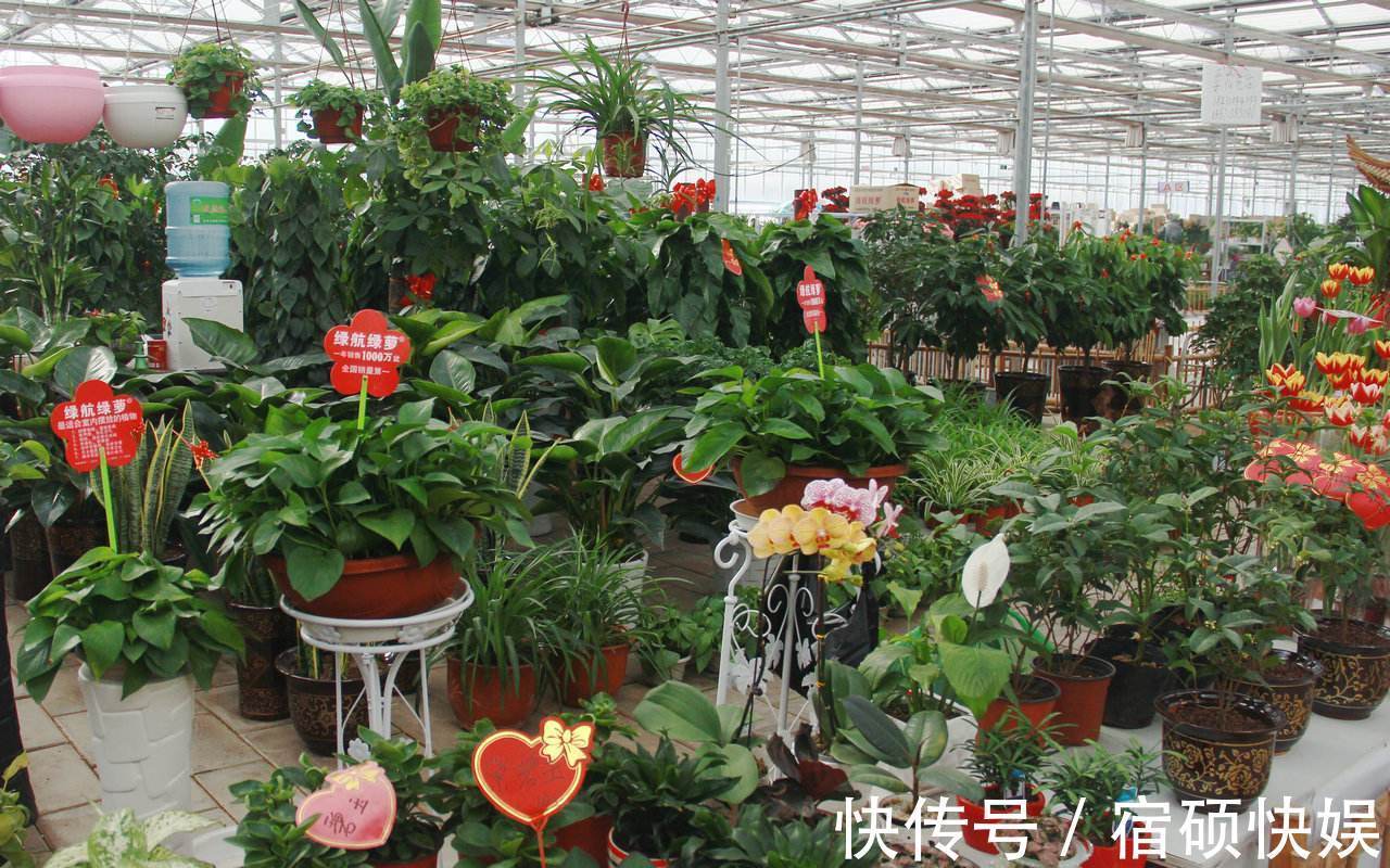 养花过来人提醒，去花市买花，此“3种”花，再便宜也别带回家