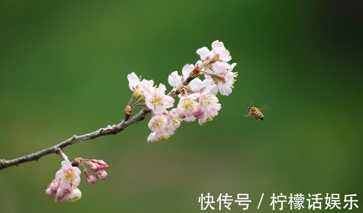 小寒#三首宋诗,三候小寒花信风,三个不同的启示。