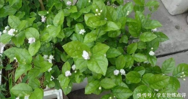 用剩茶叶水浇花,不是直接倒入花盆,这样用才更有效果!