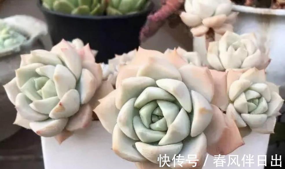 白牡丹|3种适合新手的多肉植物,学会控水,易群生养成漂亮小老桩
