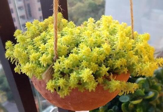 叶片5毫米长的多肉，一小棵丢盆里，3个月长爆盆，好养颜色美