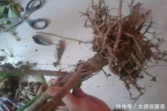 腐叶土|4种土，宁可扔了也别养花，不然累死也养不好！