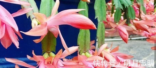 花市|蟹爪兰花期应该如何养护注意这几点,花开不断,开花爆盆!