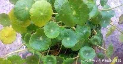 家养铜钱草,财源滚滚来,黄叶也不怕一招爆满家,瓶瓶罐罐全是它!