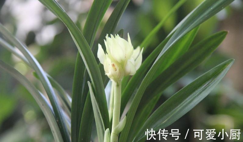 一文了解兰界奇品秋榜,宝莲灯,赶快来了解一下