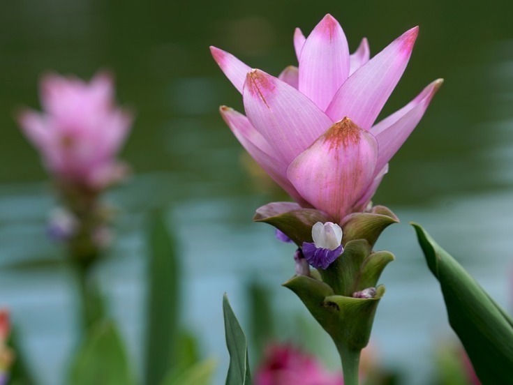 姜荷花|此花花色端庄典雅,被称为“热带郁金香”,象征着信赖和高洁