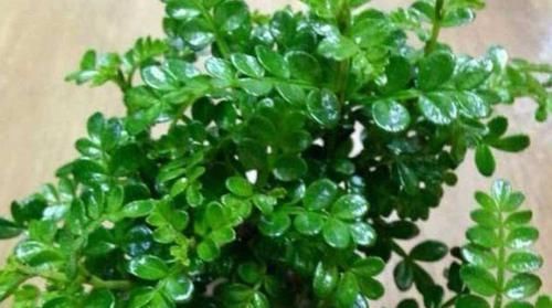 养花试试这几款,比牡丹还美,谁都能养好,轻轻松松爆满盆