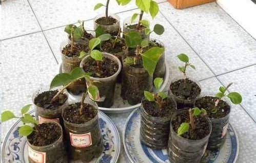 开满|2种漂亮花,皮实又好养,现在扦插几盆,来年花开满枝!