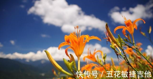 博物志|人称“忘忧草”,开花漂亮可盆栽却有毒,为啥在宴席上是主菜!