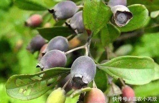 水果|农村称“水果之王”的野果,以前不要钱随便摘,现在才知价值珍贵