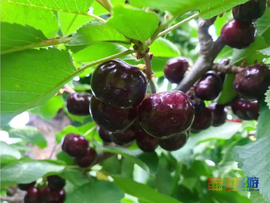 采摘|在北京浪漫开直升机摘樱桃，田园花海中无限畅吃，这才是夏日的味道