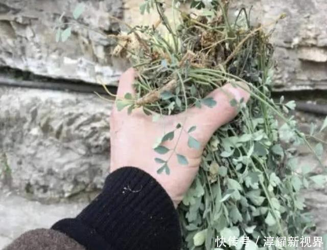 乡间路边,有1种“岩黄连”顽强,比车前草珍贵,下次遇到别乱挖