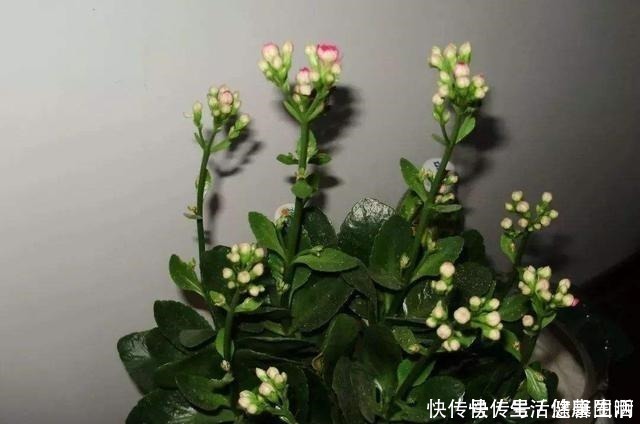 羡慕|长寿花不是小巧一盆,长成一米高的“大老桩”,别羡慕自己也能养!