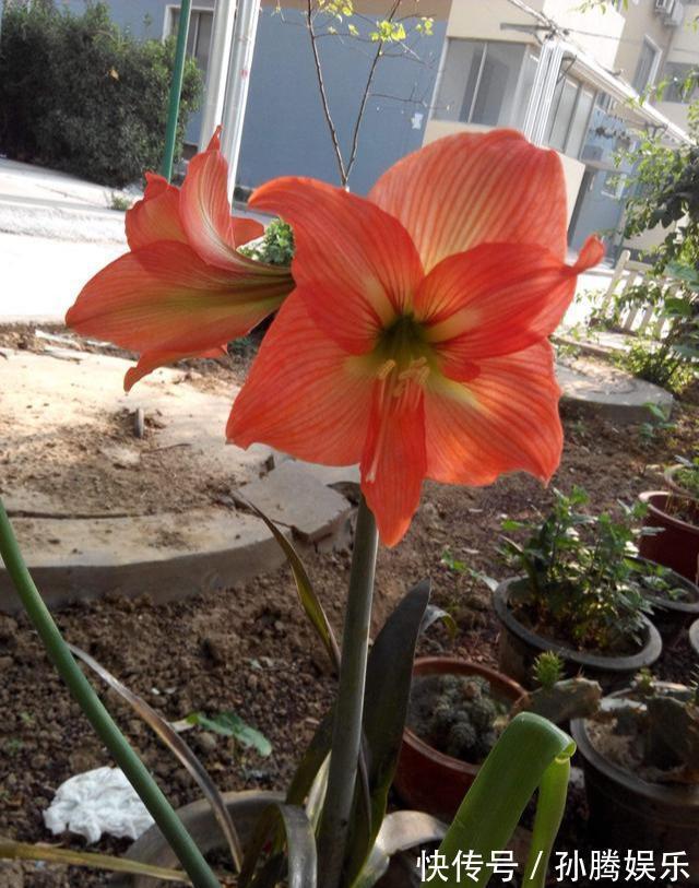 天然“有机肥”可以养花,花儿蹭蹭长新芽,花苞窜真有生机!