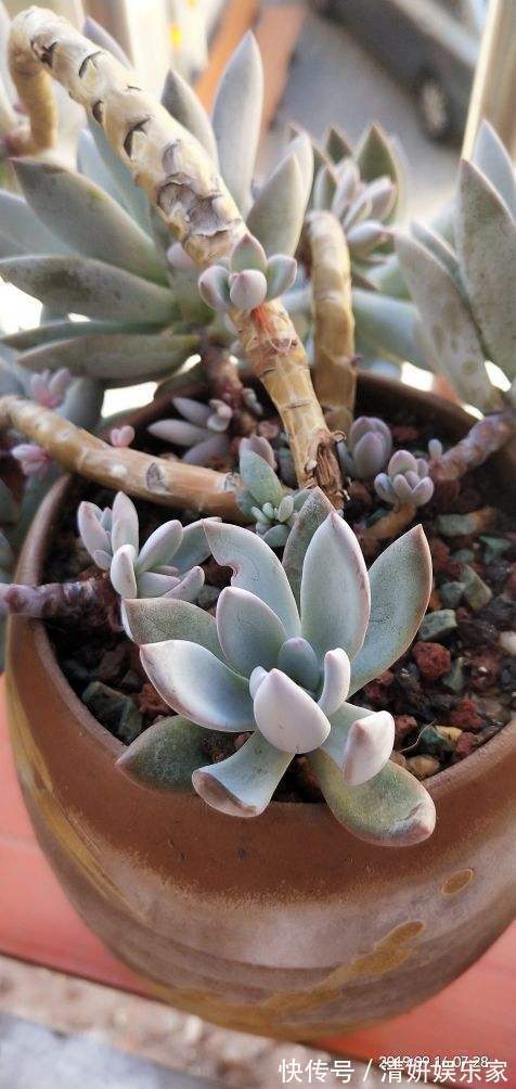 浇水|新手入坑应该选哪些多肉,老花农告诉你秘籍,养这些没错了!