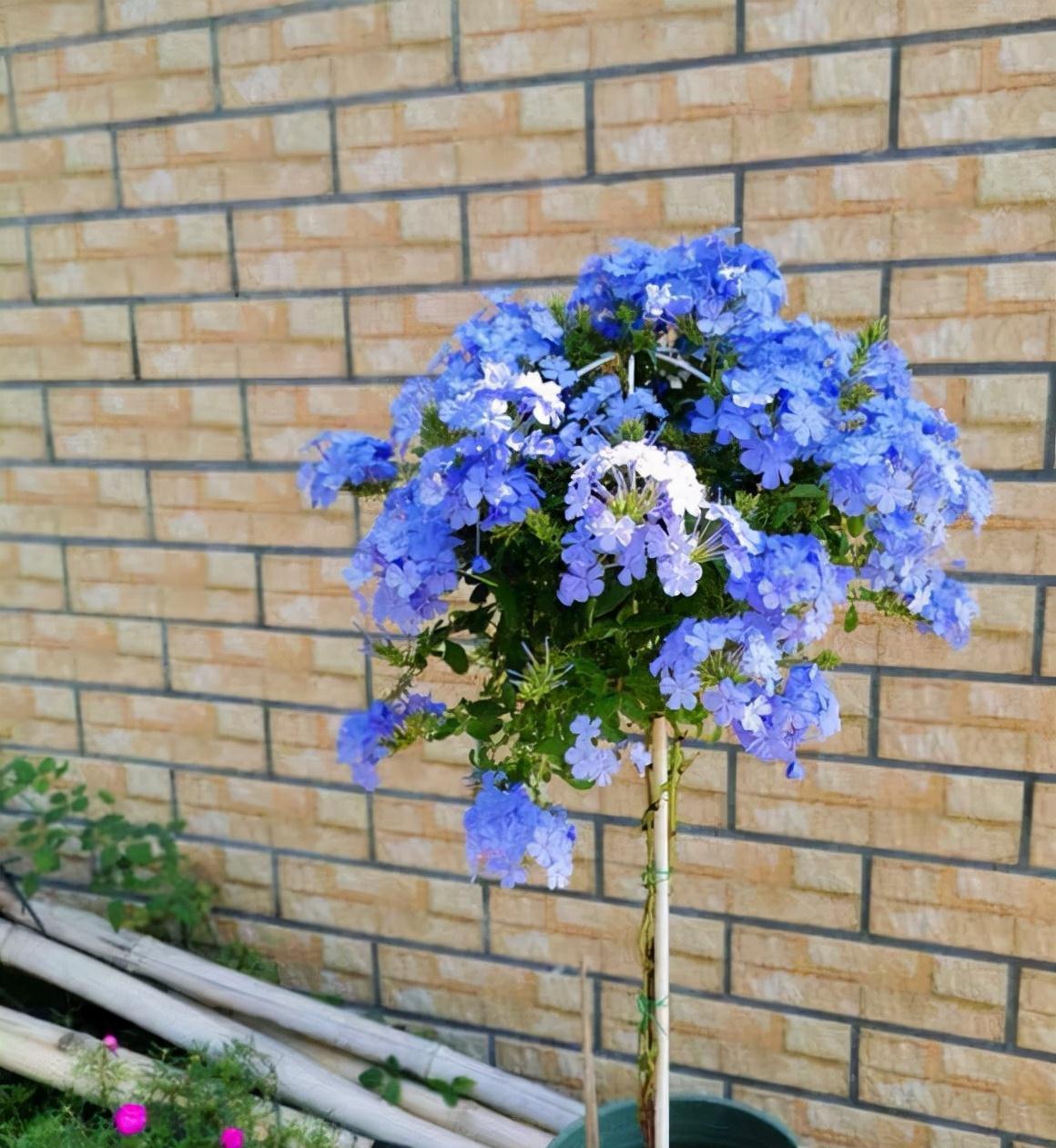 花量|可养成“棒棒糖”的三种花，花期长花朵多造型美，养眼大气不平庸