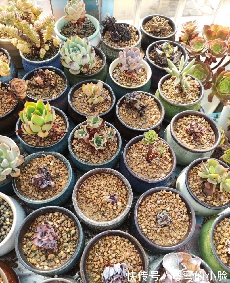 诺娃|有事没事看看多肉,才是度夏的基本保障