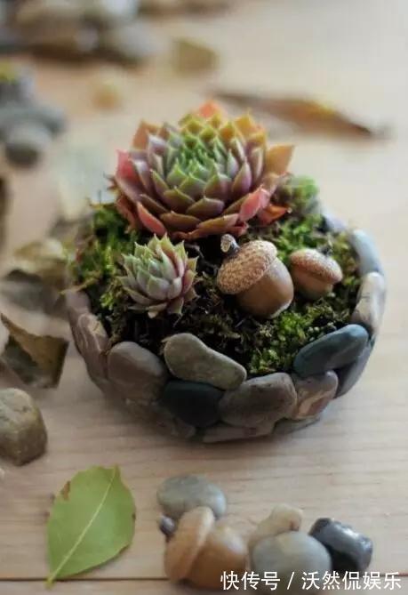 花盆不用买随手拿“1物”，放点土进去，比买的花盆还好看！