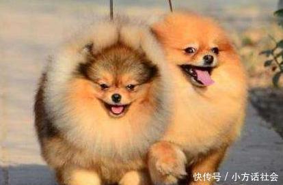 养博美犬时 注意到这6点的 都是有经验的人 快资讯 养博美犬时 注意到这6点的 都是有经验的人 快资讯