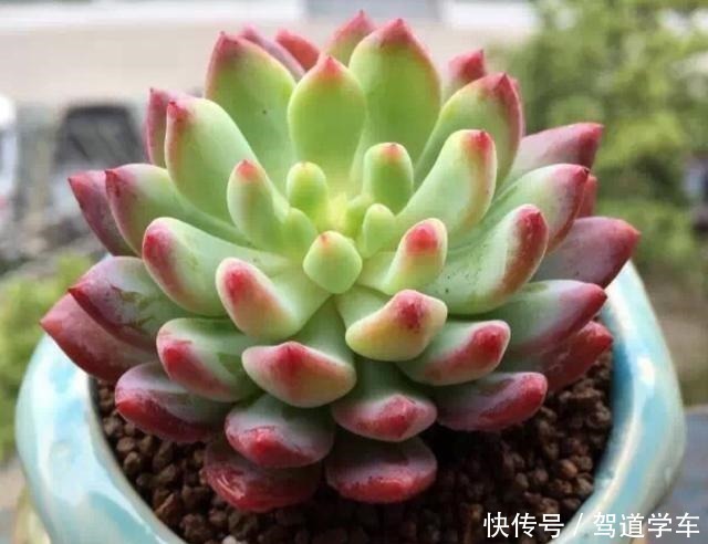 小花|多肉用土要谨慎,用了“铺面石”养一盆死一盆,想过夏赶紧换土!