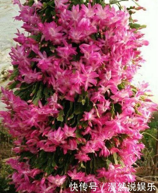 宝塔|仙人掌嫁接蟹爪兰,选对“砧木”变“九层宝塔”,太惊艳了