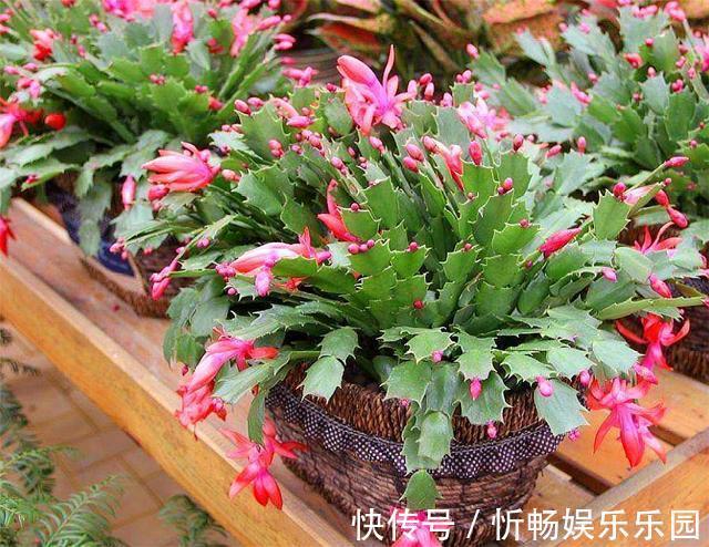 蟹爪兰花后养护很重要,仅仅修剪还不够,做好这4点,开花大又多