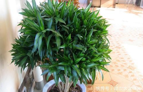 客厅养花选它,比绿萝好养,养人还聚财,是家庭盆栽佳品