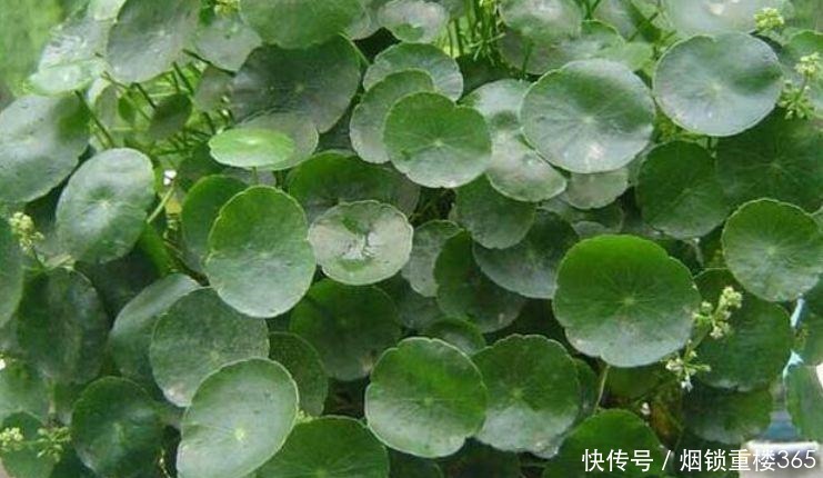 养花|“4种花”是懒人的最爱,有阳光就爆盆,四季都能开花,养花必备