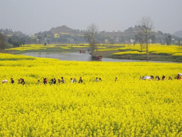 门票0元！重庆赏花地走红，景色不输婺源油菜花，错过再等明年