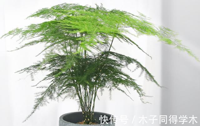 阳台上|盆栽养文竹，靠抓住这4点促生长，保管植株不黄叶烂根