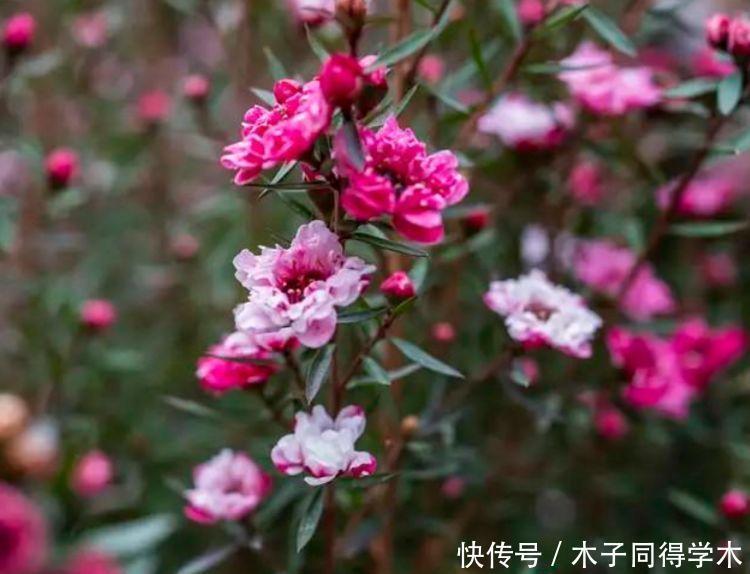 大花期|4种花好养又漂亮,花朵大花期长,开花红红火火,旺财又旺运!