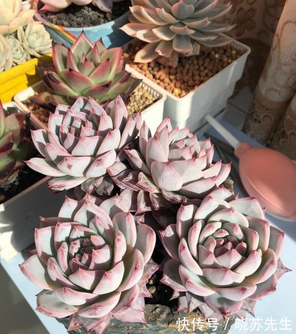 养多肉让人快乐，养多了，麻烦就多了，控制欲望，减少麻烦