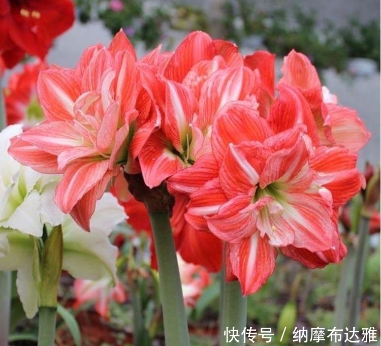 几款艳丽的花卉,漂亮又好闻,人见人爱,直接开成小花园