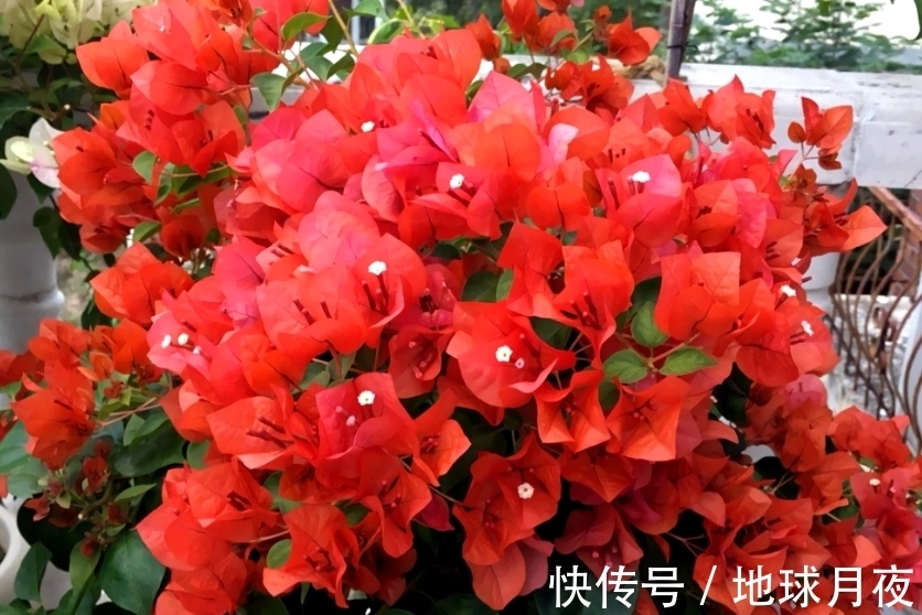 冬天别冷落了三角梅,做好3步,来年狂长新芽,爆花大半年!