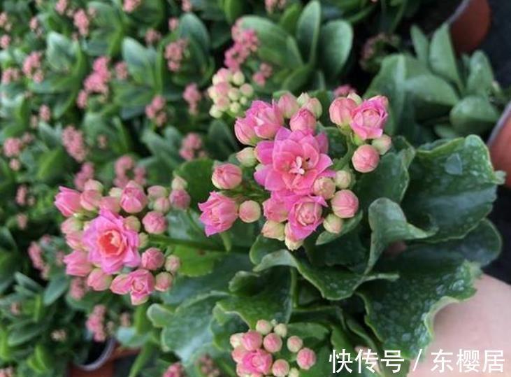 10种漂亮的年宵花,秋天养一盆正当时,绽放整个冬天,你养过几种