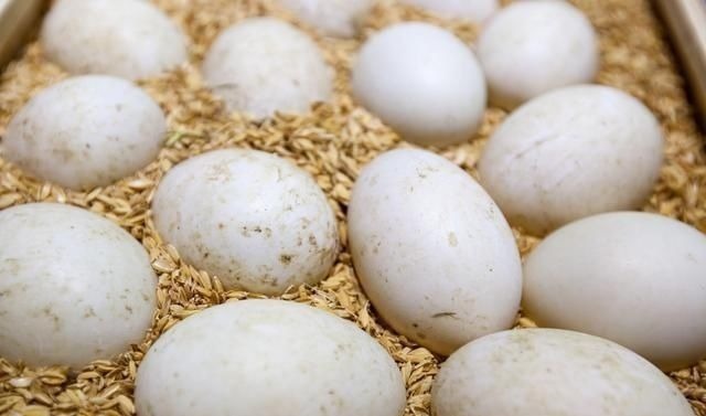 鸡蛋、鸭蛋、鹅蛋哪个营养最高今天总算知道了,以后别再吃错了