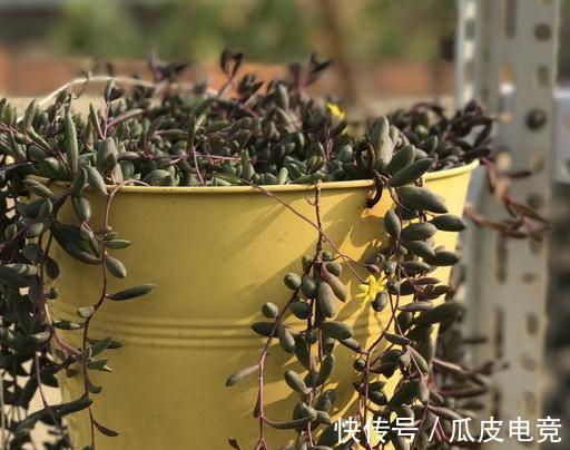 20种多肉推荐给大家,美图美肉,那种多肉你最喜欢