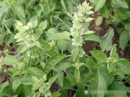 农村里|农村这种野菜长得不起眼,李时珍却叫它“金不换”