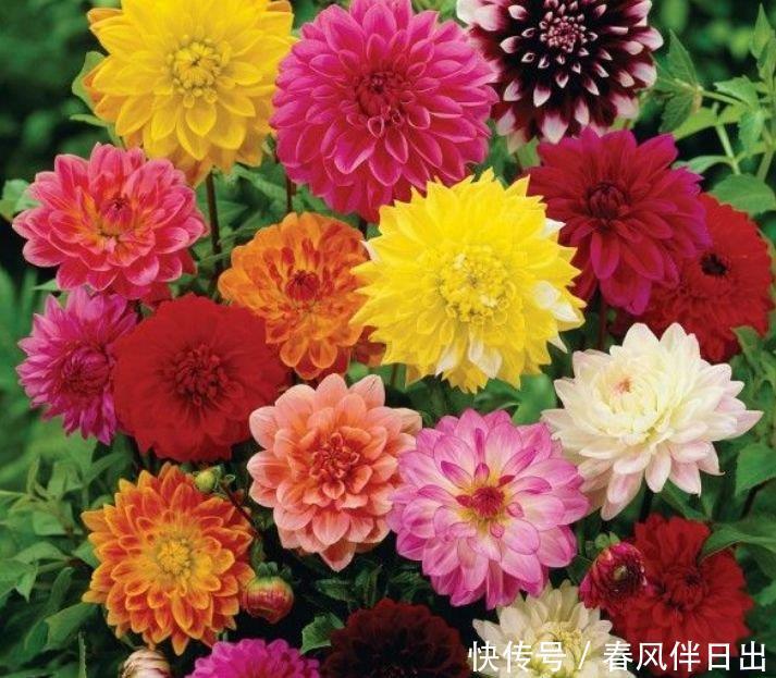 4种花花朵硕大，花期长，花团锦簇，人人都喜欢