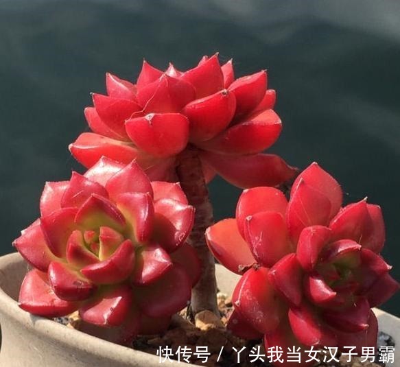 原来可以把蒂亚“虐”这么红,4点掌握了,你养的蒂亚一样红!