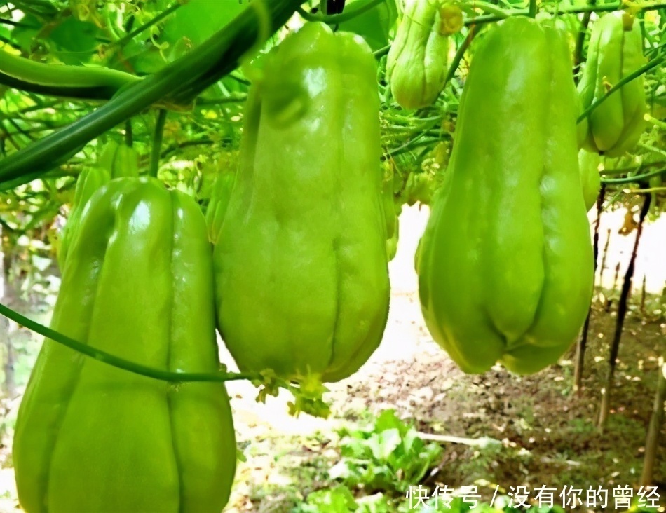 每天可以坚持吃三种食物,补肾利尿,滋润肌肤,早吃早受益